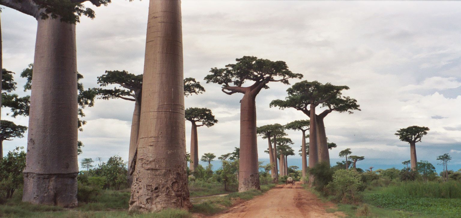 Avenue of the Baobabs, Menabe, western Madagascar