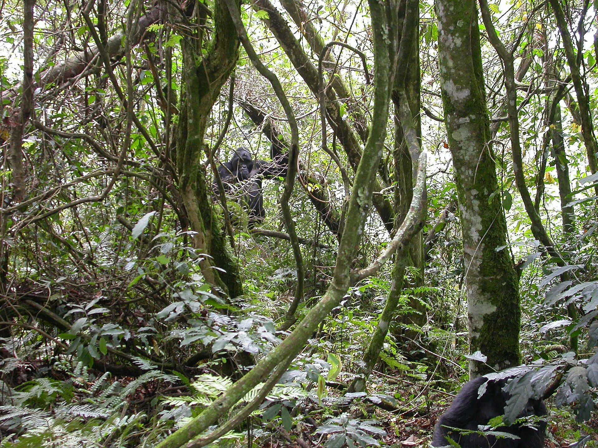 Bwindi Impenetrable Forest, Southwestern Uganda