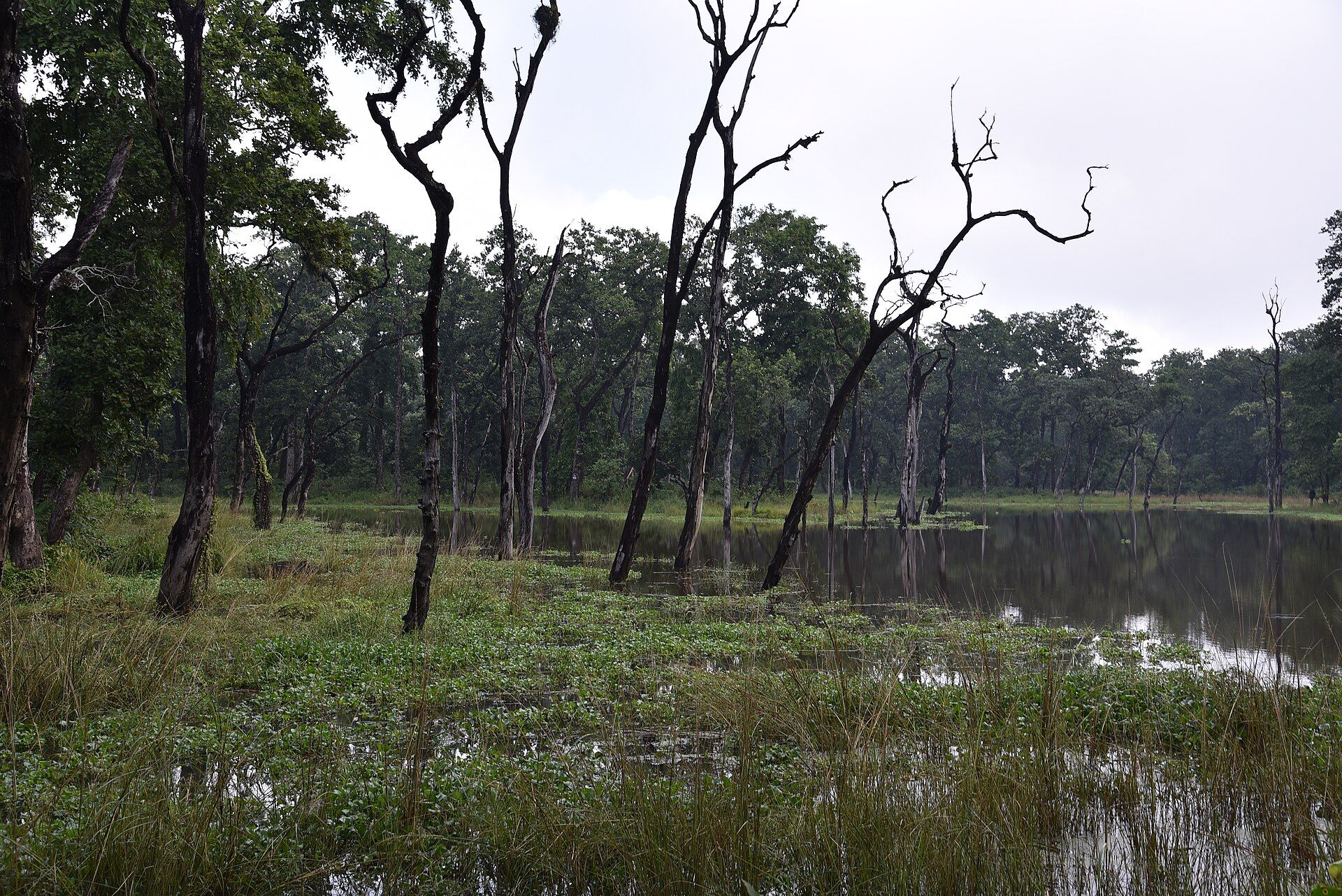 Chitwan National Park, Terai lowlands, southern Nepal