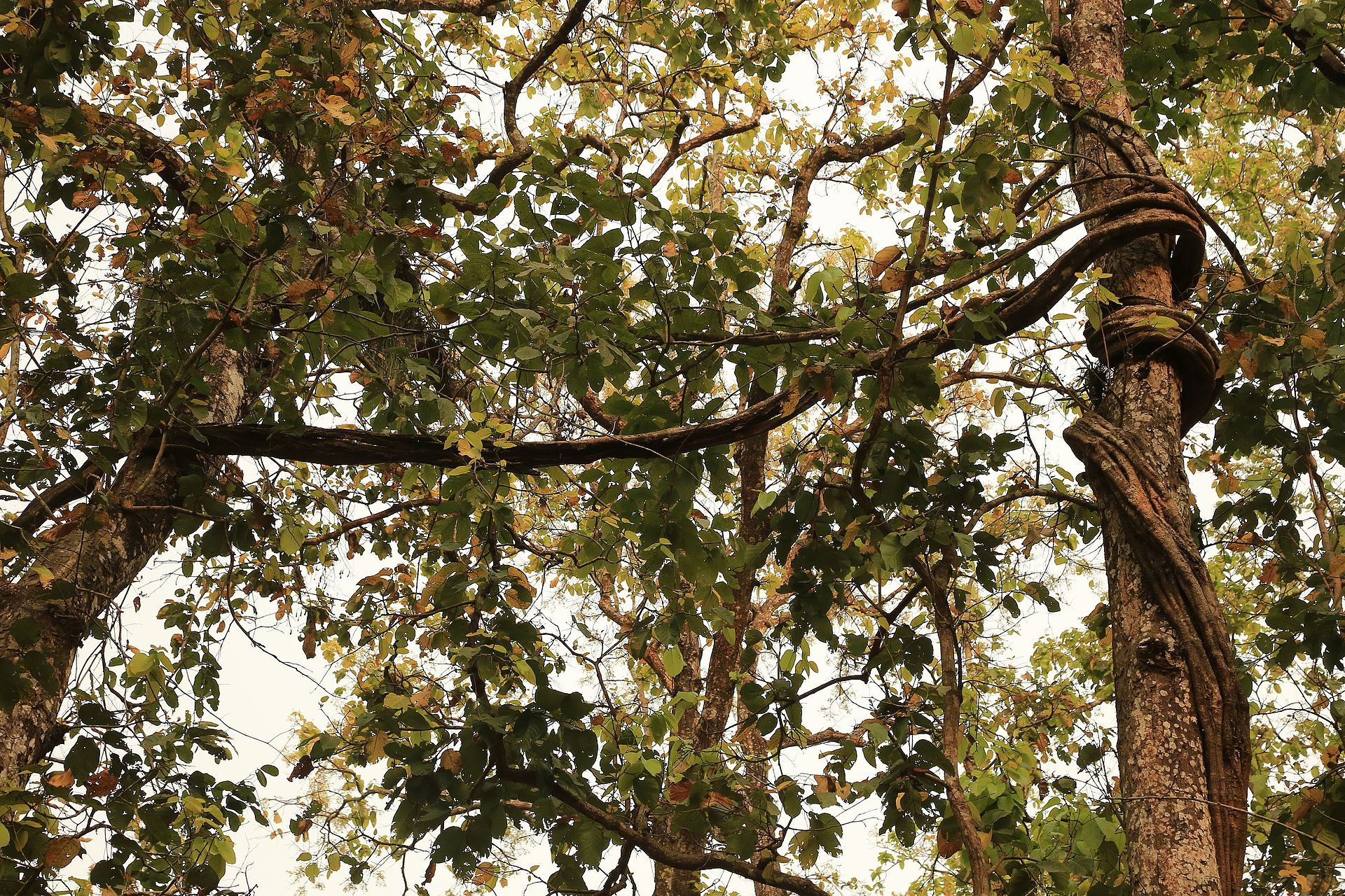 Chitwan National Park, Terai lowlands, southern Nepal