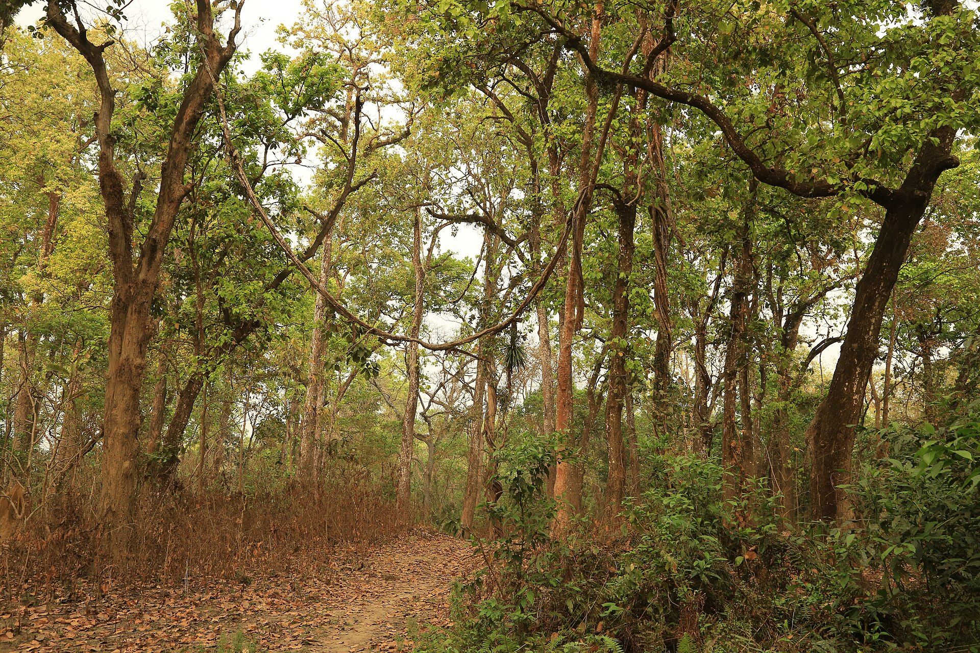 Chitwan National Park, Terai lowlands, southern Nepal