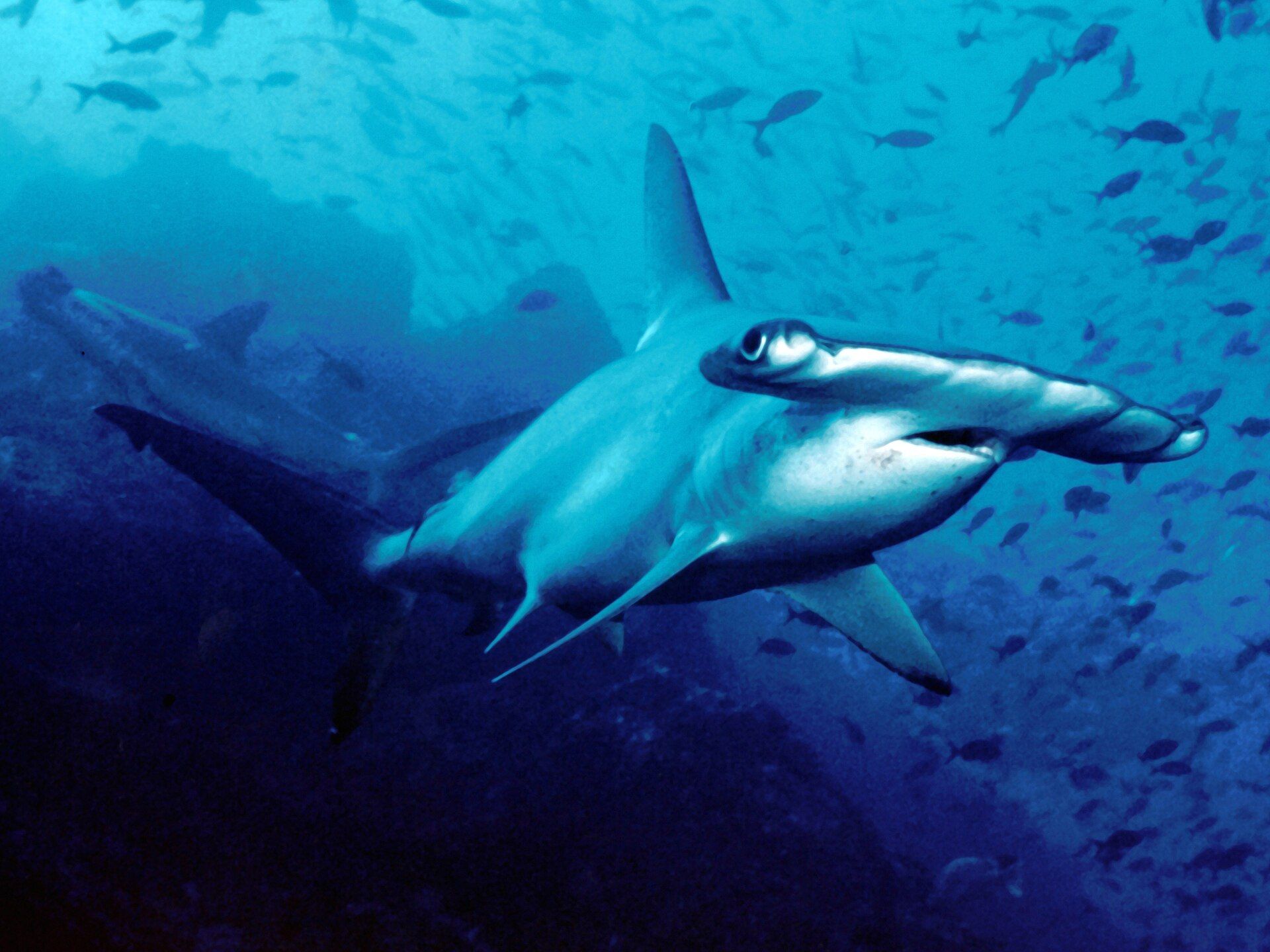 Cocos Island, Pacific Ocean, 550 km off Costa Rica