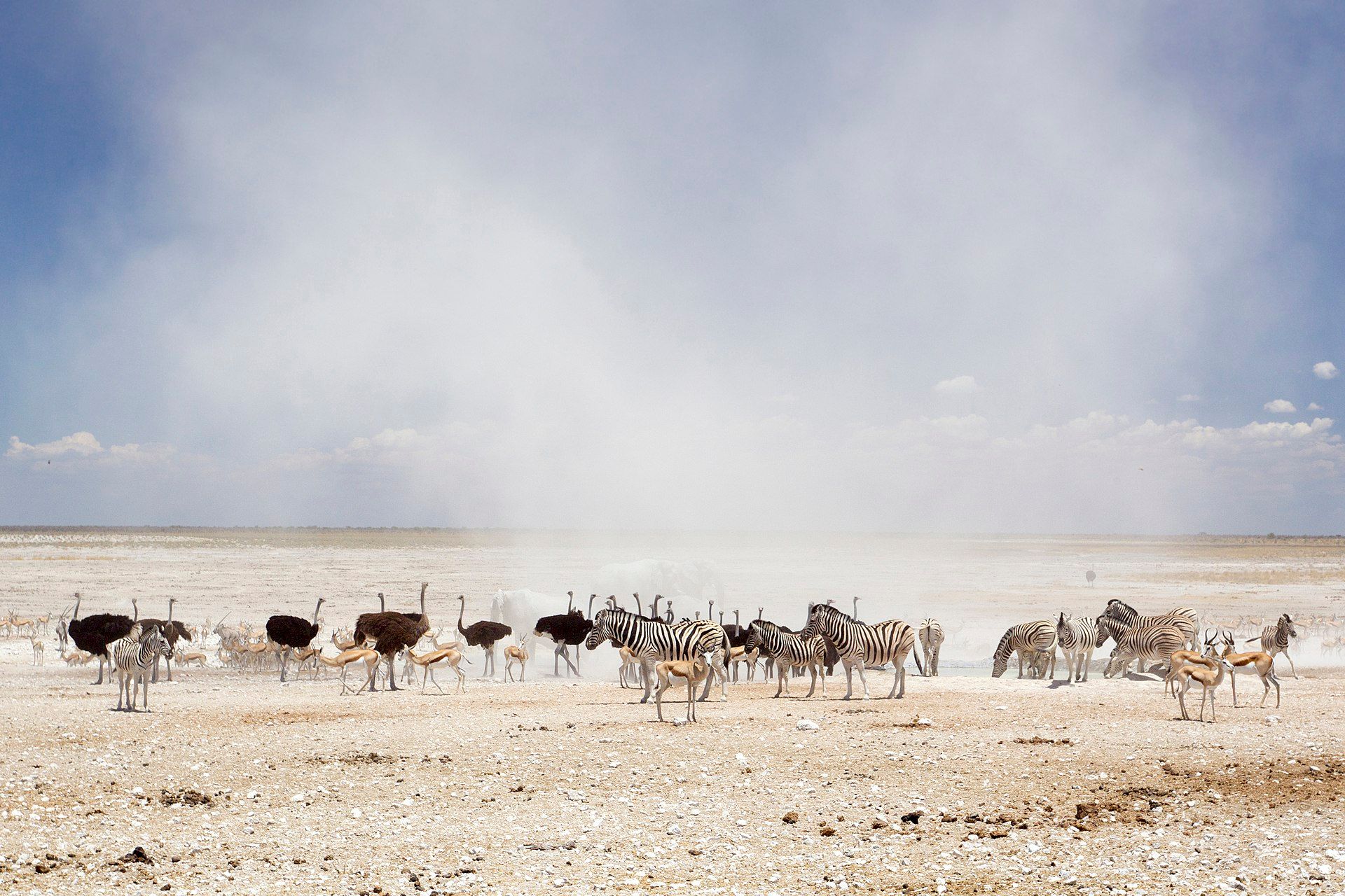Etosha Pan, Northern Namibia