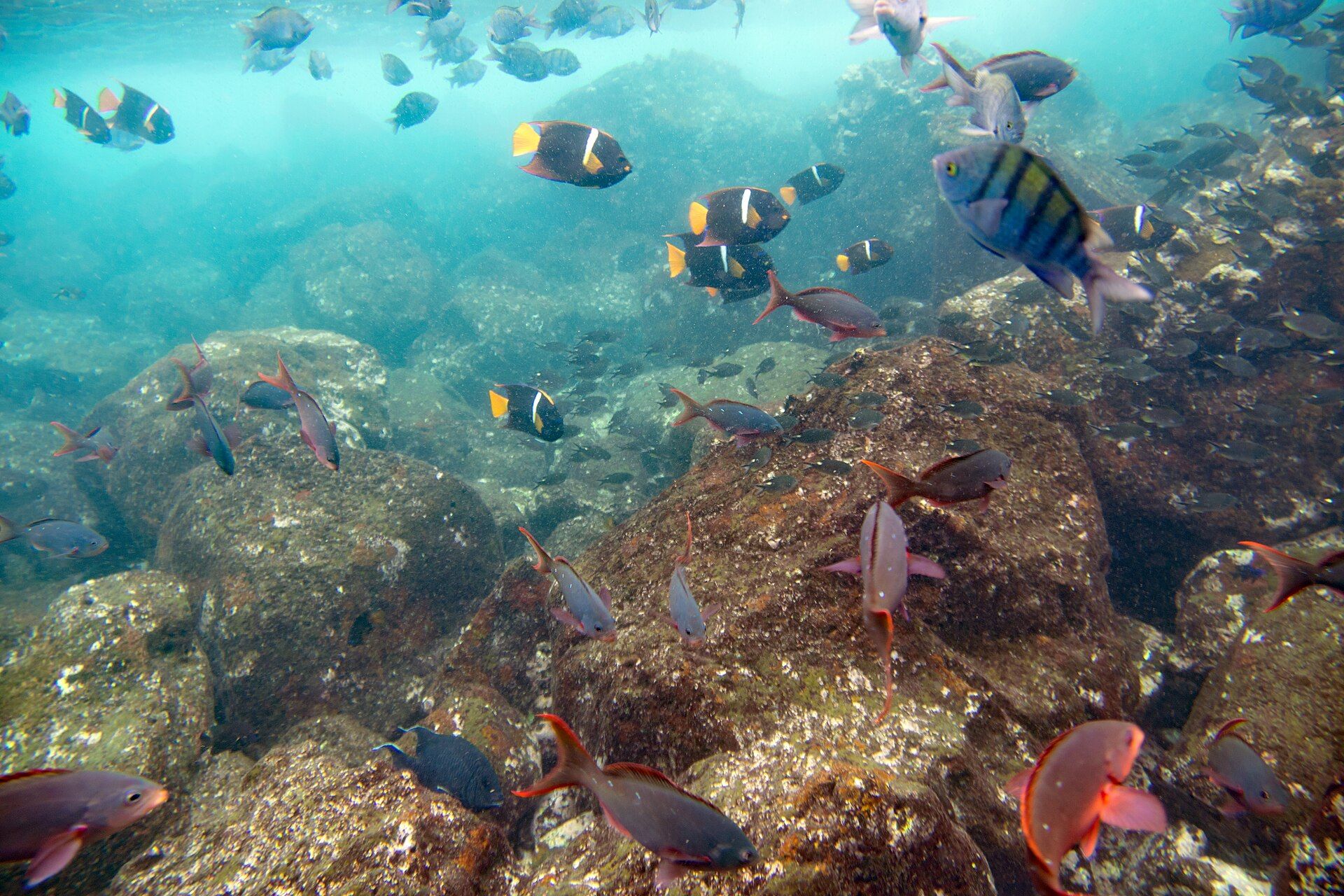The Galápagos Islands, Pacific Ocean, ~1,000 km west of Ecuador