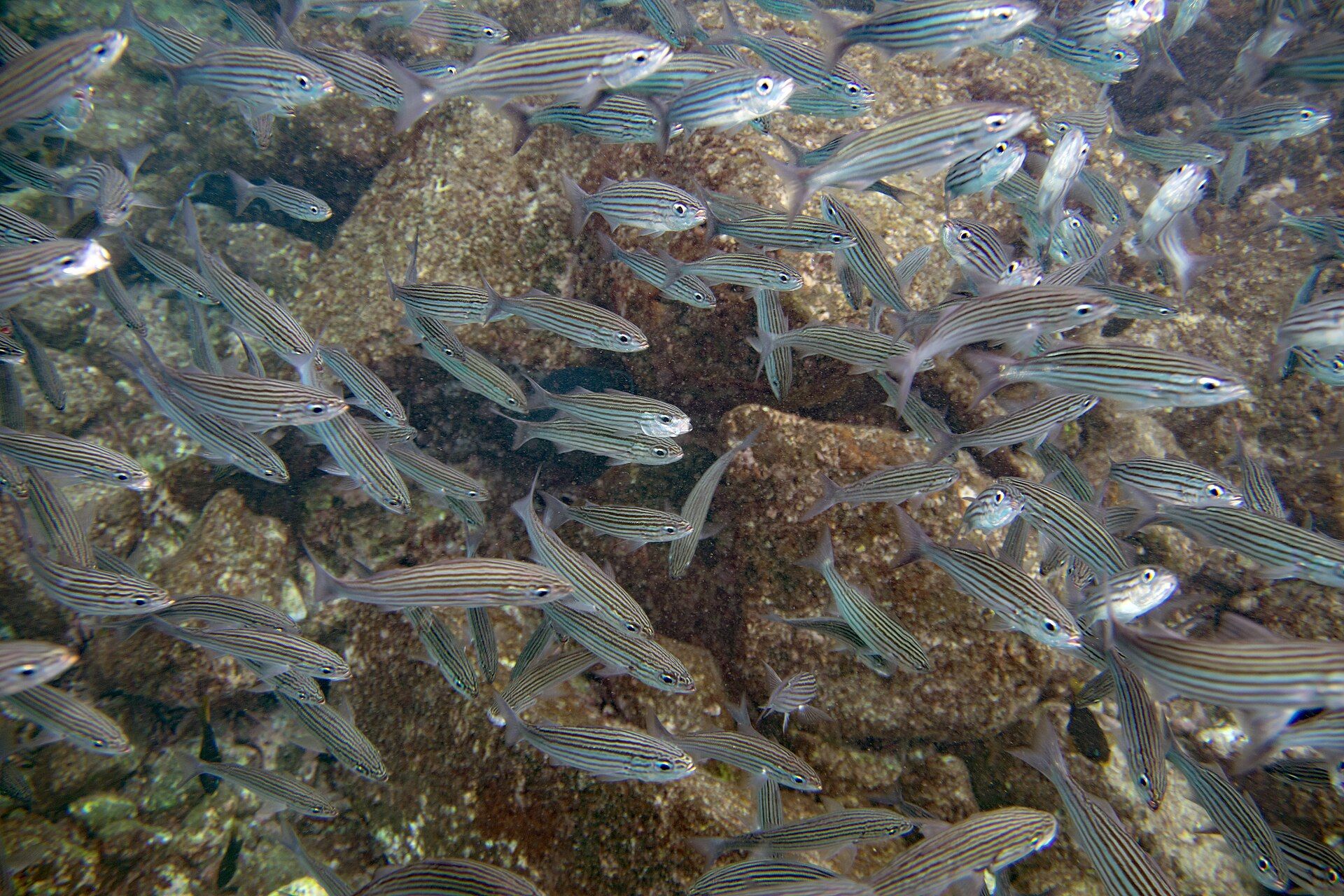 The Galápagos Islands, Pacific Ocean, ~1,000 km west of Ecuador