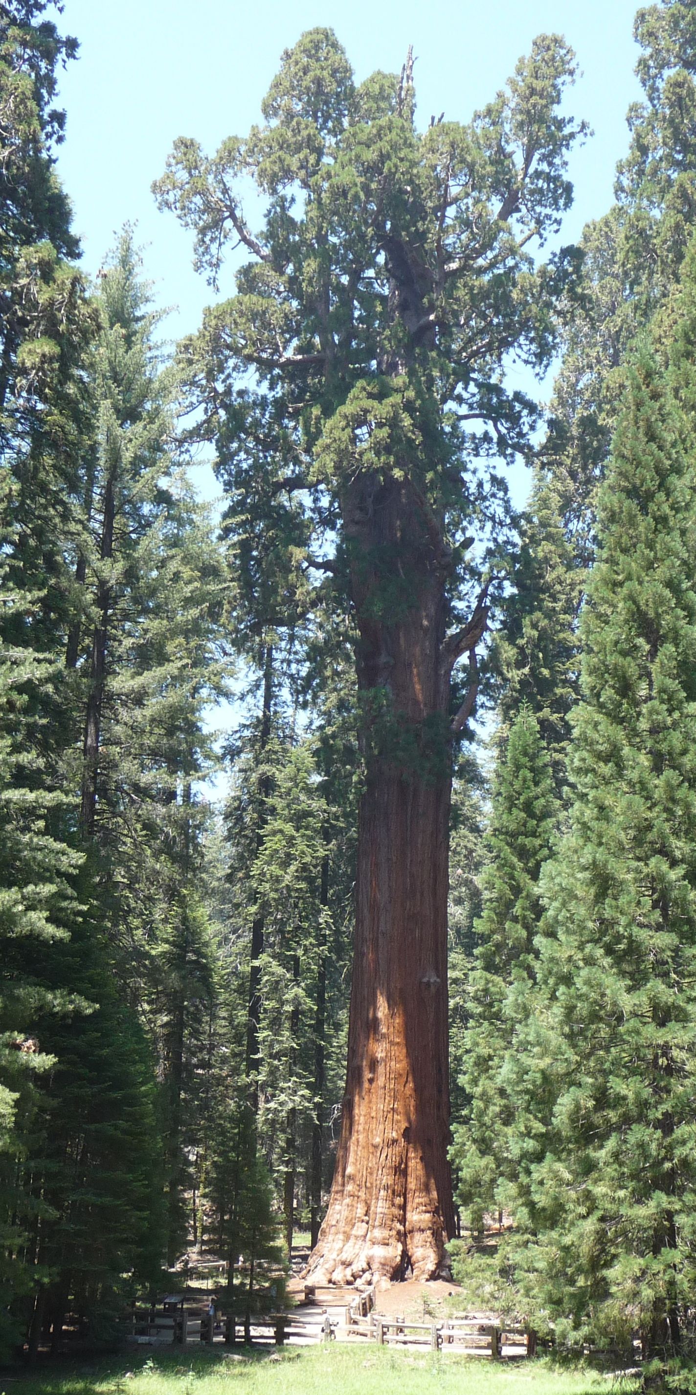 Giant Forest Sequoias, California, USA