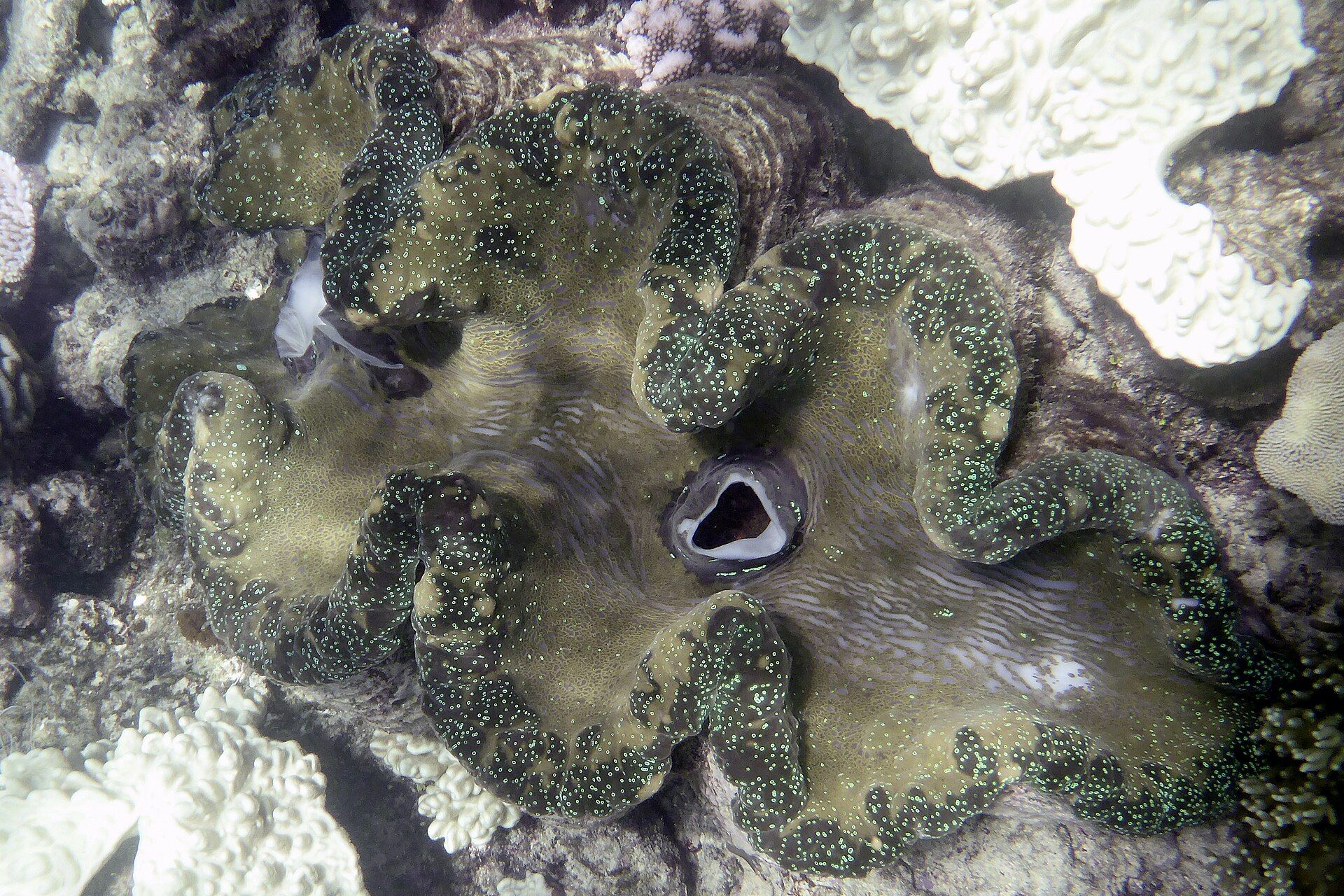 Great Barrier Reef, Queensland coast, Australia