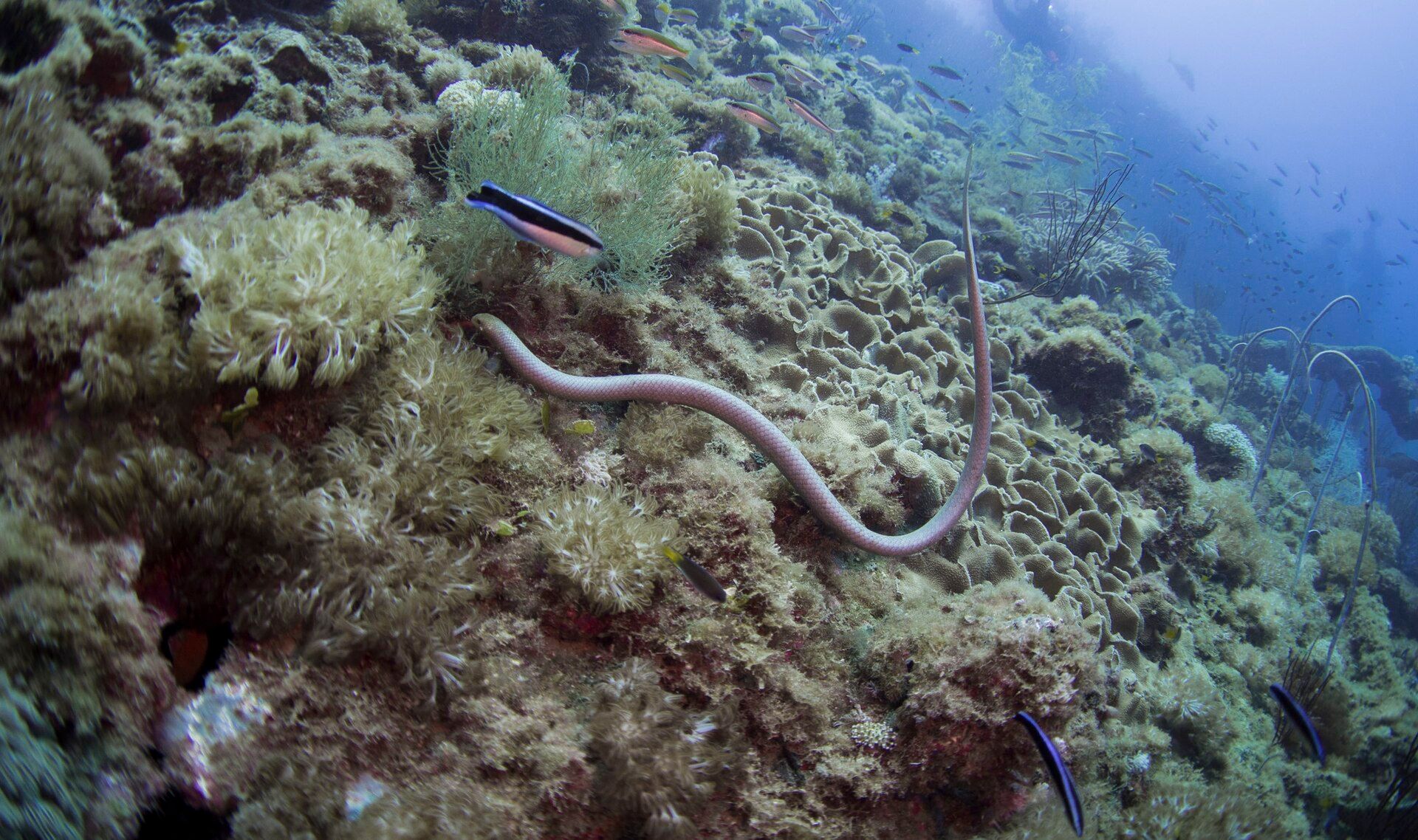 Great Barrier Reef, Queensland coast, Australia