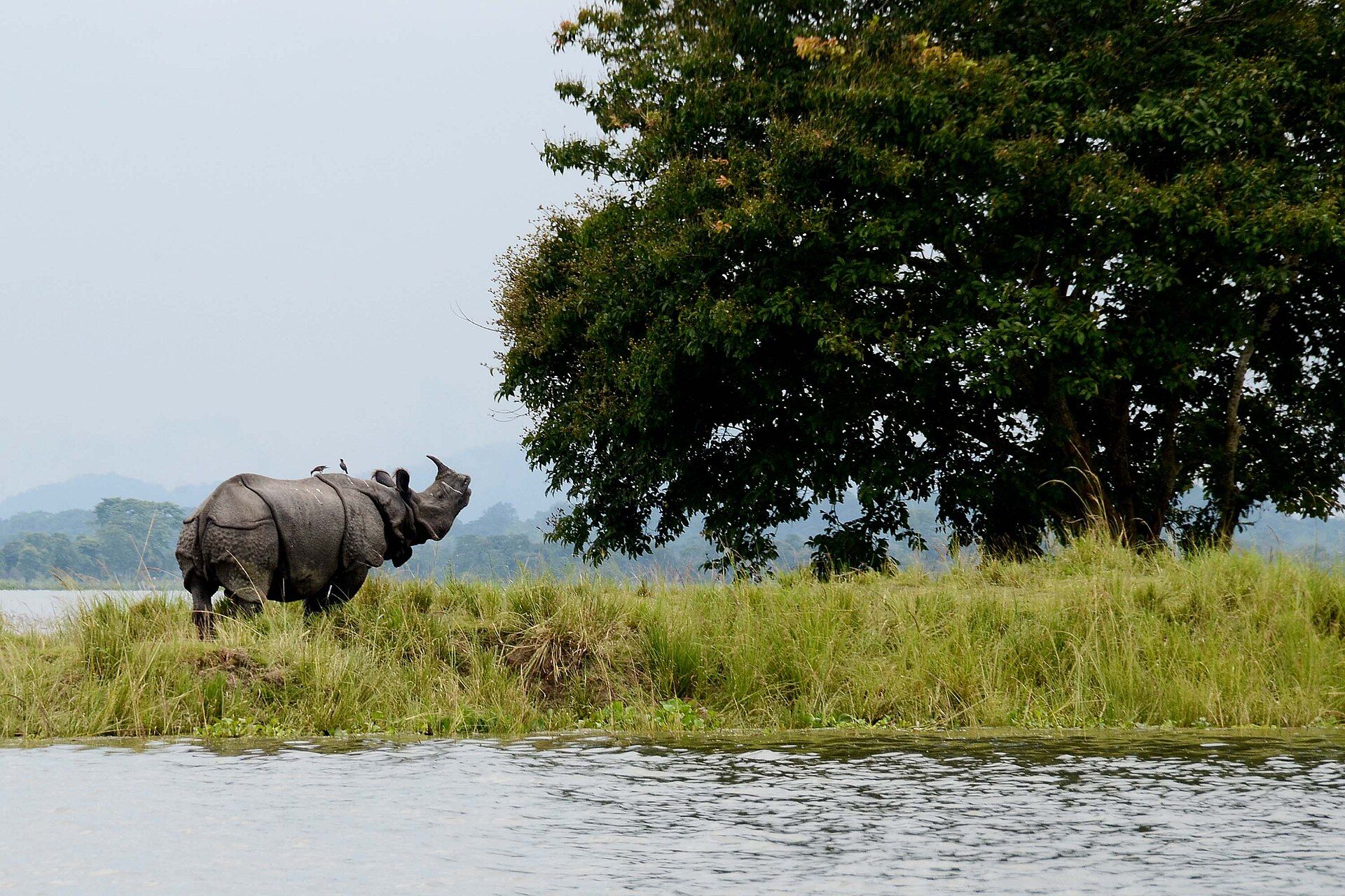 Kaziranga, Assam, India