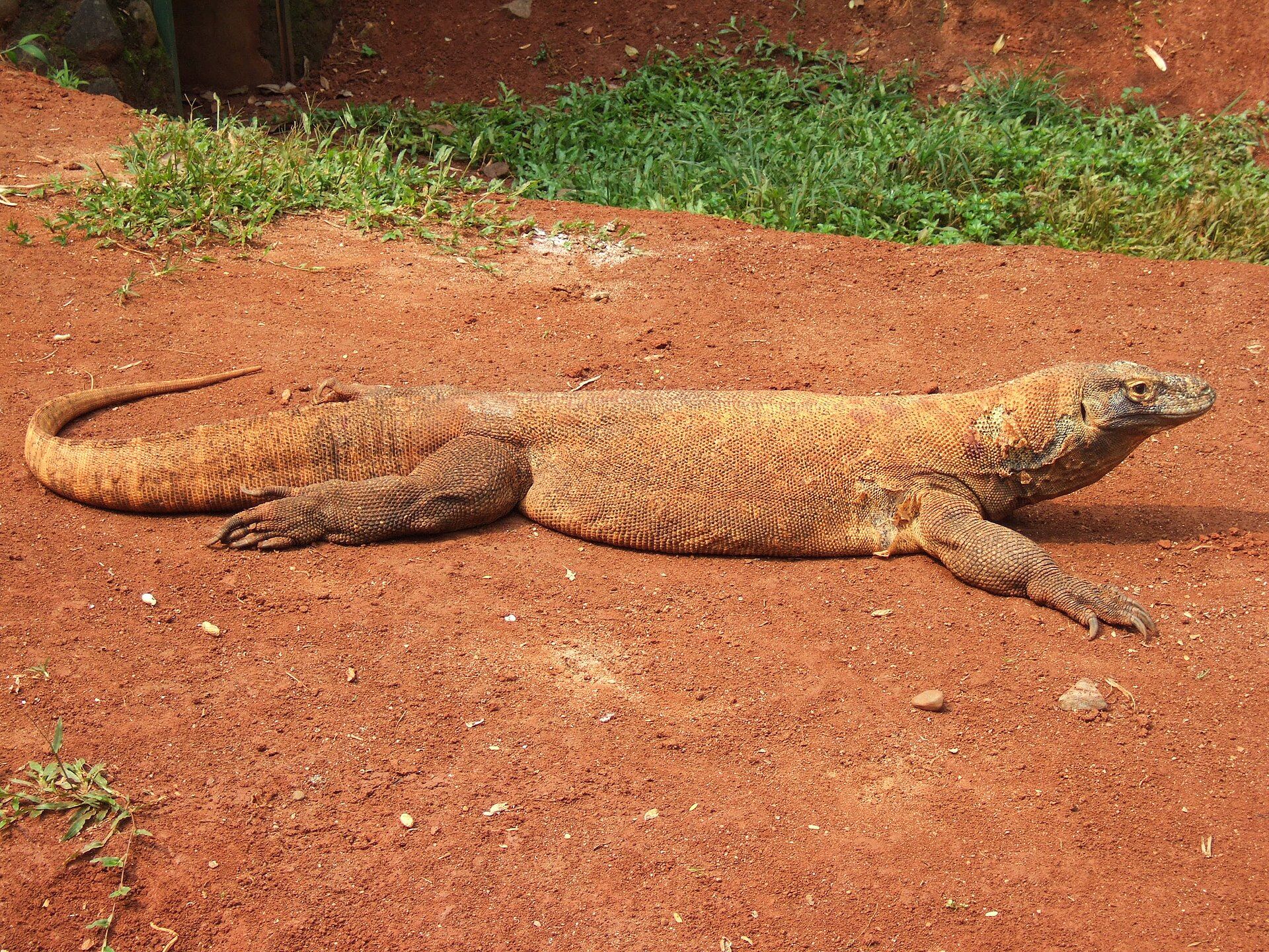 Komodo National Park, Lesser Sunda Islands, East Nusa Tenggara, Indonesia