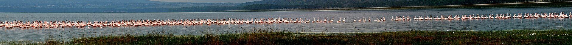 Lake Nakuru, Great Rift Valley, central Kenya