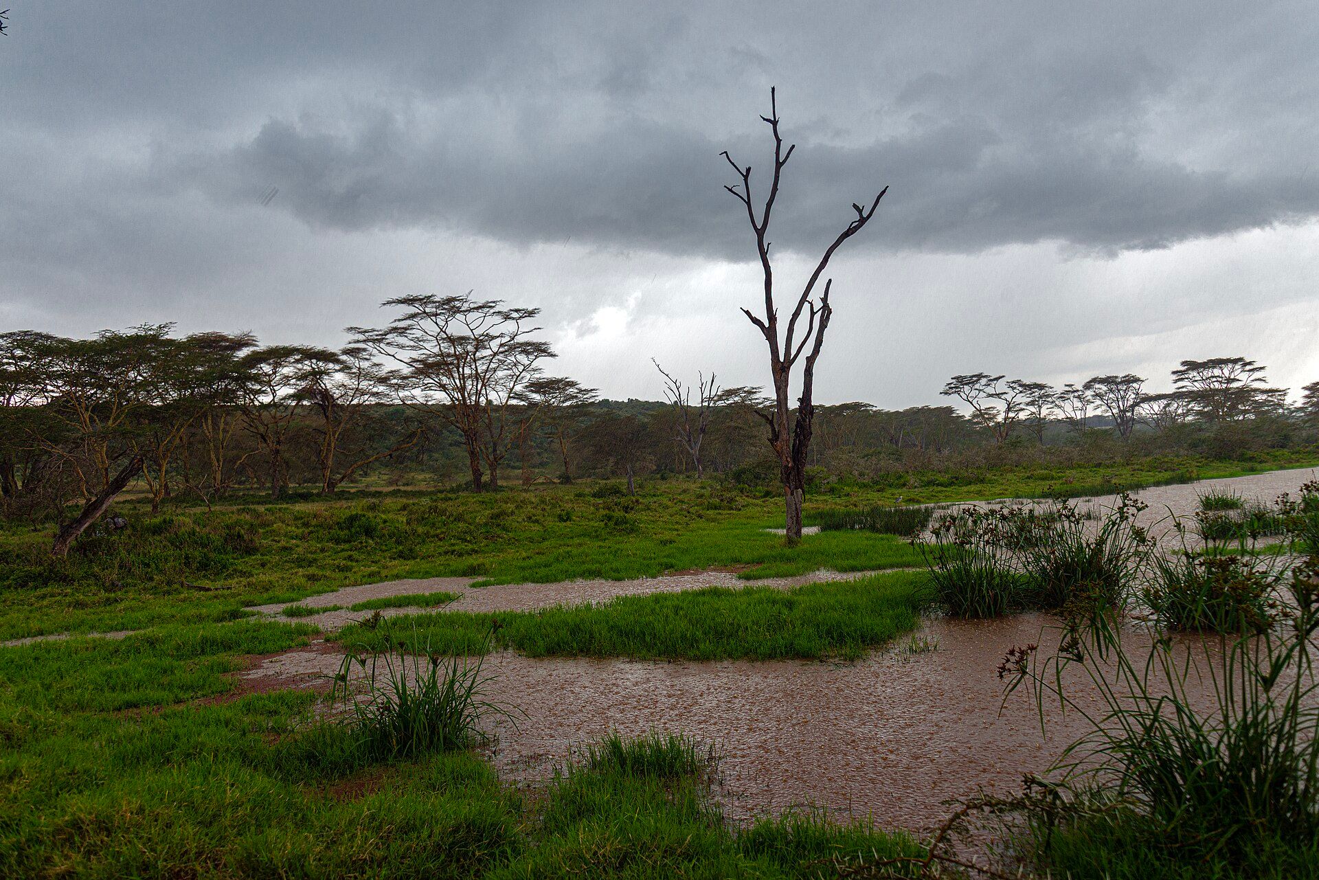Lake Nakuru, Great Rift Valley, central Kenya