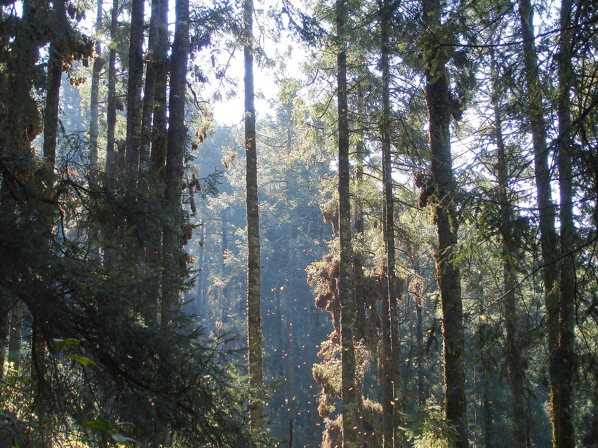 Monarch Butterfly Reserve, Michoacán / State of Mexico, central Mexico