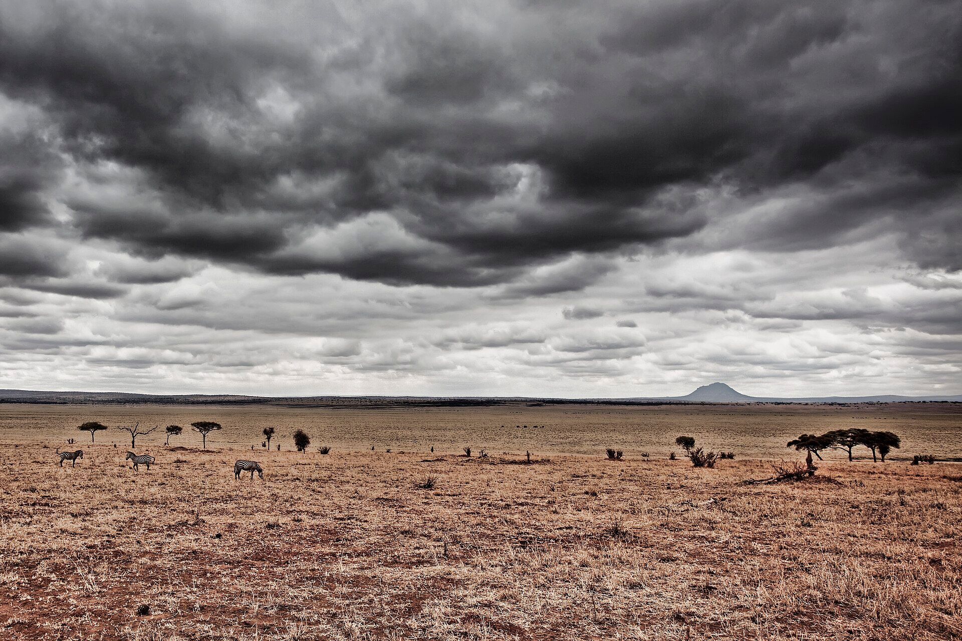 Serengeti, Northern Tanzania