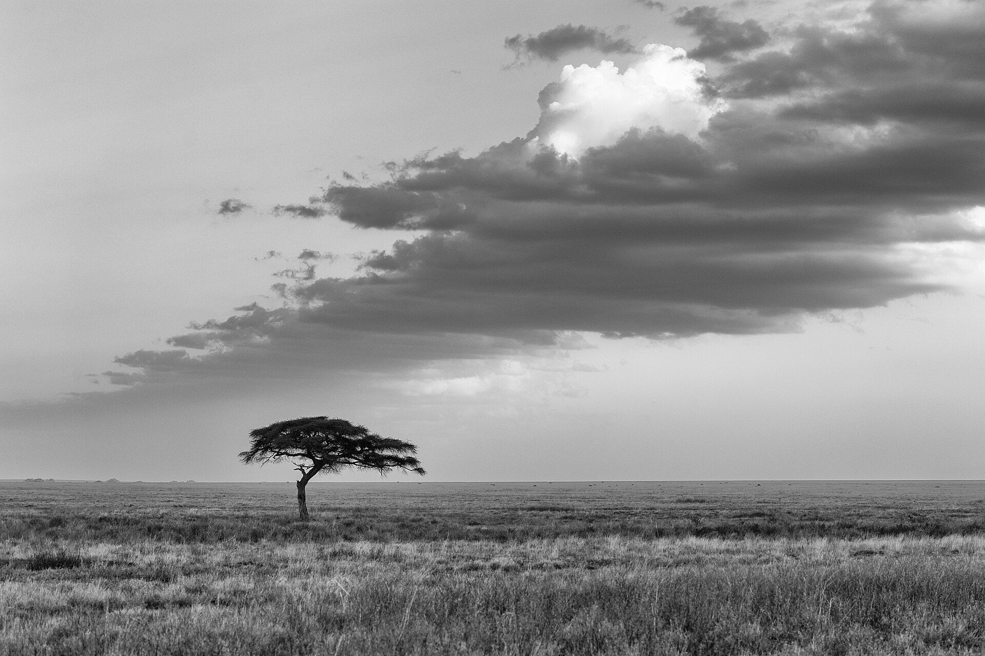 Serengeti, Northern Tanzania