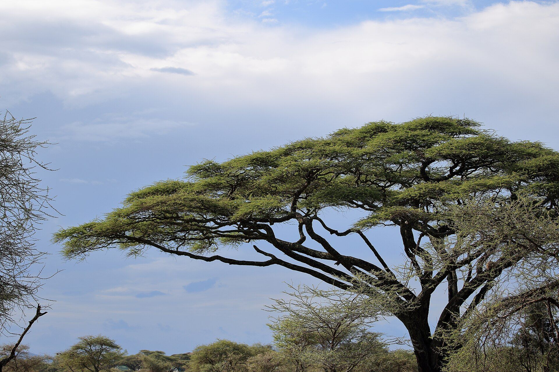 Serengeti, Northern Tanzania