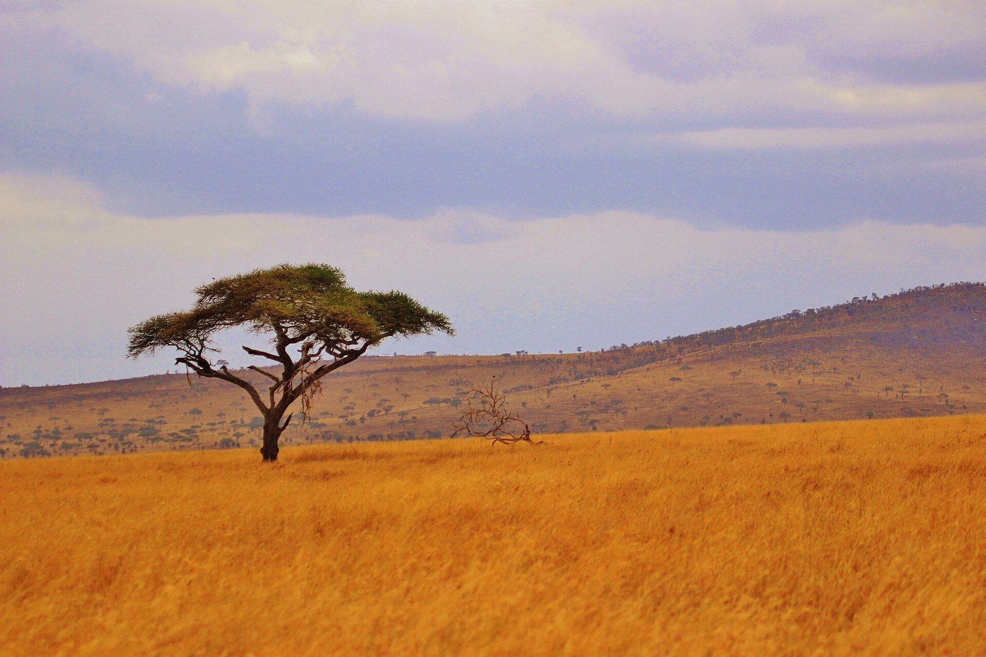 Serengeti, Northern Tanzania