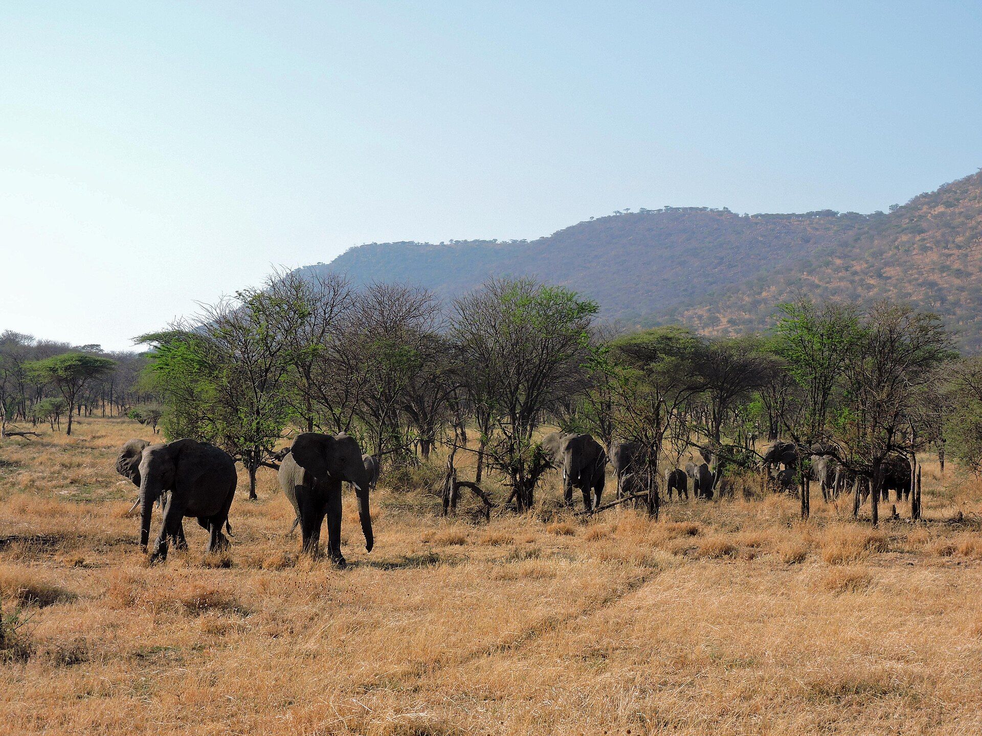 Serengeti, Northern Tanzania