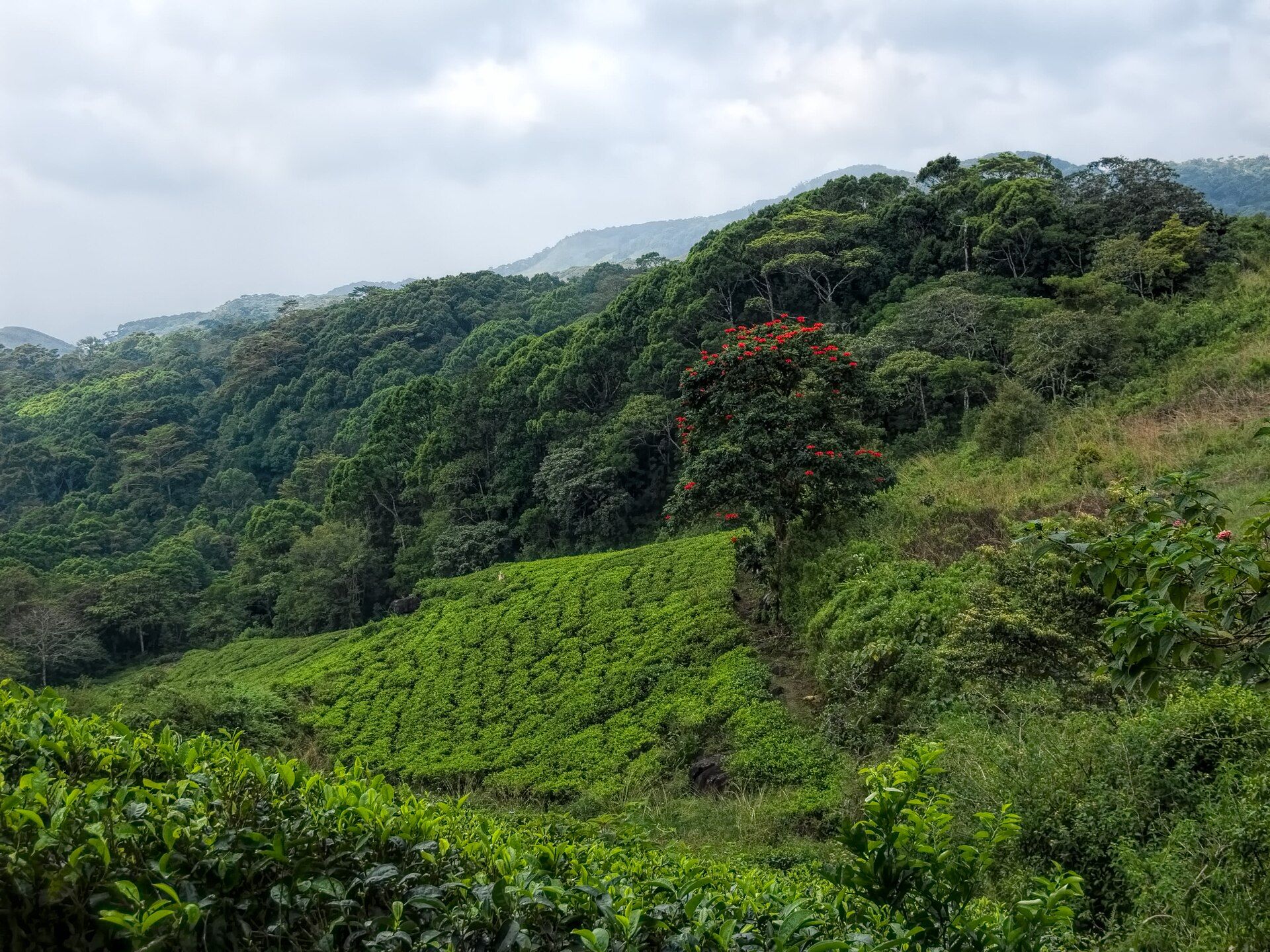 Sinharaja Forest Reserve, Sabaragamuwa & Southern Provinces, Sri Lanka