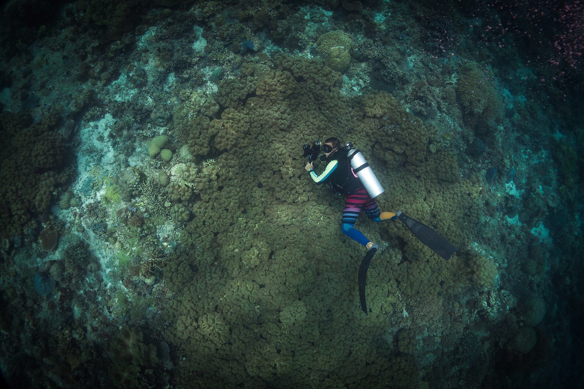Tubbataha Reefs Natural Park, Sulu Sea, off Palawan, Philippines