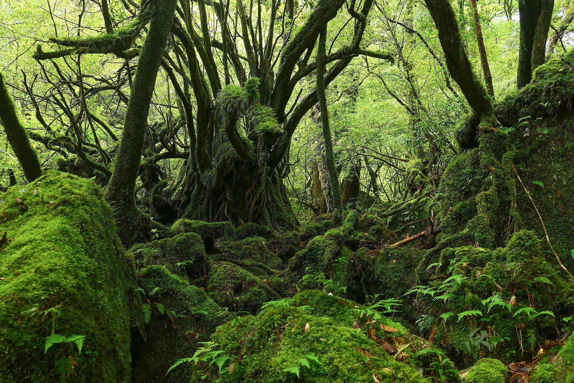 Yakushima, Kagoshima, southern Japan